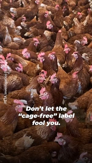 Image post by @peta on Instagram