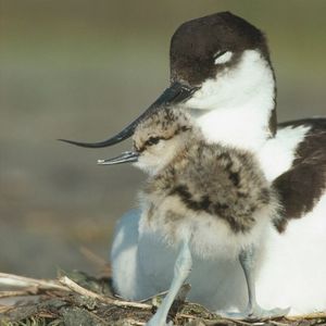 Image post by @rspb on Instagram