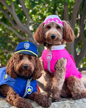 Image post by @pawpatrol on Instagram