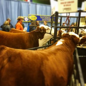 Image post by @nationalwestern on Instagram