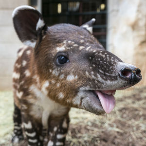 Image post by @sandiegozoo on Instagram