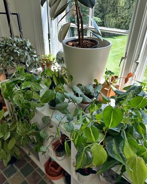 Image post by @reenasplants on Instagram