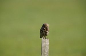 Image post by @rspb on Instagram