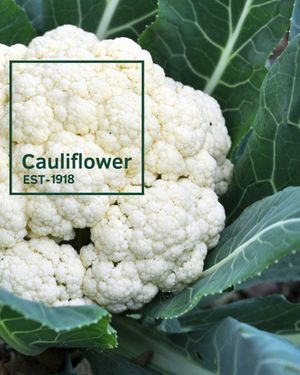 Image post by @bonnieplants on Instagram