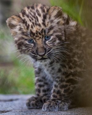 Image post by @sandiegozoo on Instagram