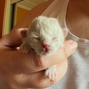 Image post by @brunrik.and.pyrene.ragdolls on Instagram