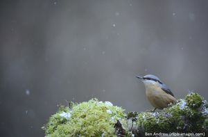 Image post by @rspb on Instagram