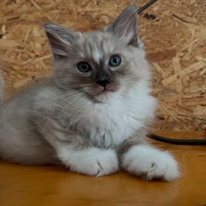 Image post by @brunrik.and.pyrene.ragdolls on Instagram