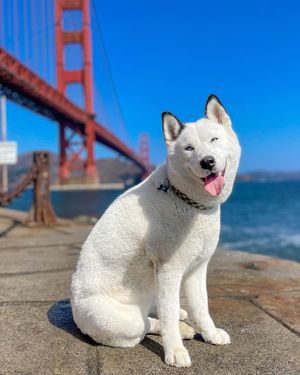 Image post by @onlyinsf on Instagram