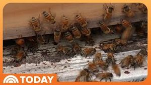 Video post by @today on YouTube