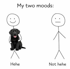Image post by @woofs.logic.app on Instagram