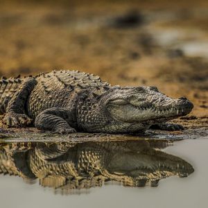 Image post by @bbcearth on Instagram