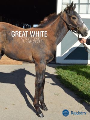 Video post by @americasbestracing on TikTok
