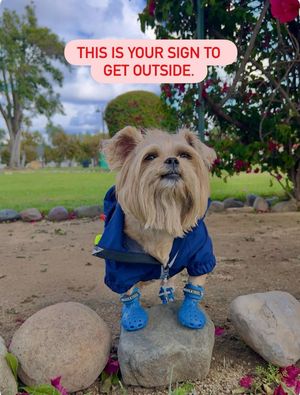 Image post by @petsmart on Instagram