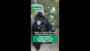 Video post by @laopinionla on YouTube