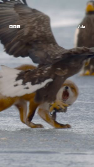 Video post by @bbcearth on Instagram