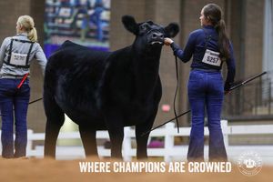 Image post by @AmericanRoyalLivestock on Facebook