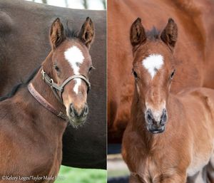 Image post by @thoroughbred_daily_news on Instagram