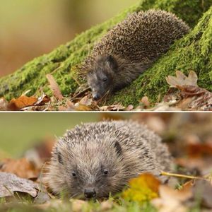 Image post by @rspb on Instagram