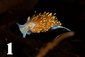 Image post by @usfws on Instagram