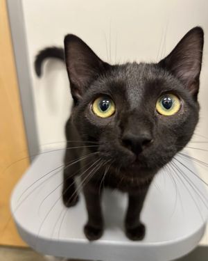 Image post by @petsmart on Instagram