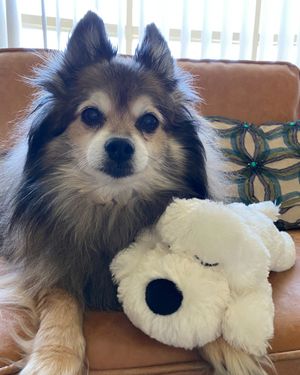 Image post by @originalsnugglepuppy on Instagram