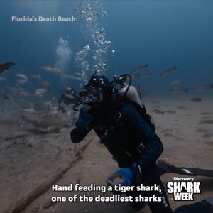 Video post by @SharkWeek on Twitter