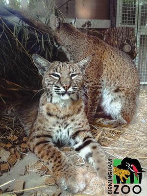 Image post by @bhamzoo on Instagram