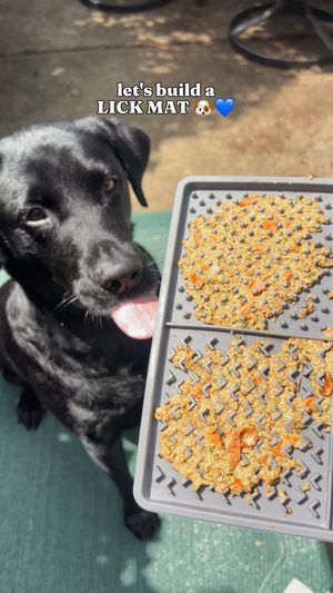 Video post by @solidgoldpets on Instagram