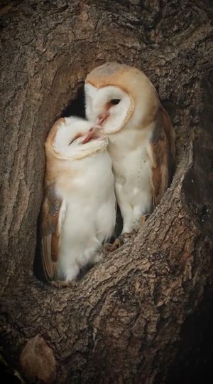 Video post by @bbcearth on Instagram