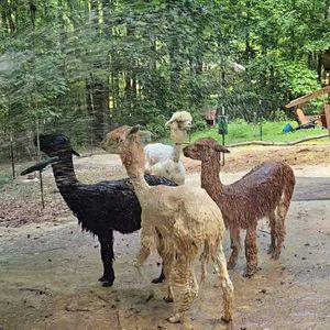 Image post by @upendoestatesfarm on Instagram