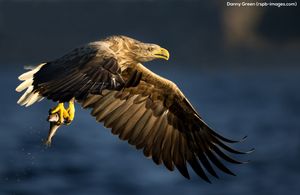 Image post by @rspb on Instagram