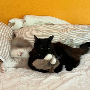 Image post by @brunrik.and.pyrene.ragdolls on Instagram