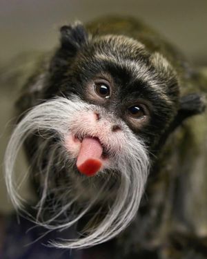 Image post by @animalplanet on Instagram