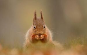 Image post by @rspb on Instagram