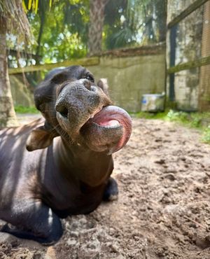 Image post by @zootampa on Instagram