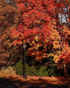 Image post by @reedadmission on Instagram