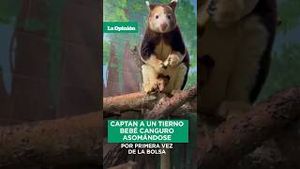 Video post by @laopinionla on YouTube
