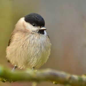 Image post by @rspb on Instagram