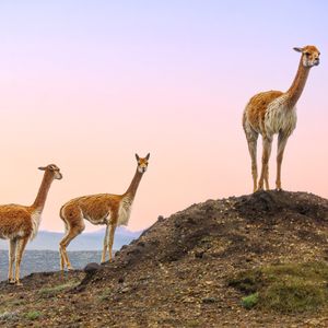 Image post by @animalplanet on Instagram
