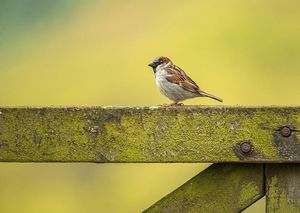 Image post by @rspb on Instagram