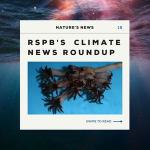 Image post by @rspb on Instagram