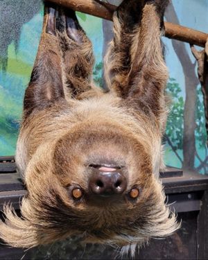 Image post by @thetorontozoo on Instagram
