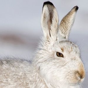 Image post by @rspb on Instagram