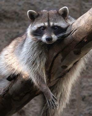 Image post by @sandiegozoo on Instagram
