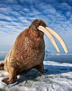 Image post by @paulnicklen on Instagram