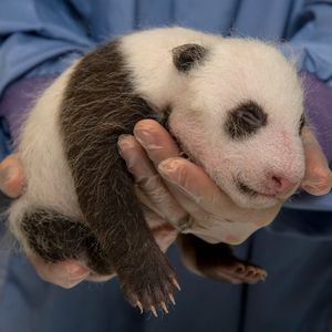 Image post by @sandiegozoo on Instagram