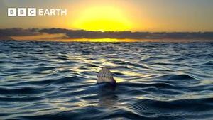 Video post by @bbcearth on YouTube