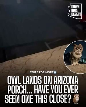 Image post by @downinnadesert on Instagram