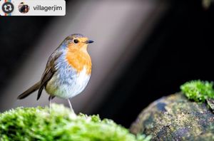 Image post by @rspb on Instagram